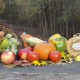 THANKSGIVING AUTUMN HARVEST