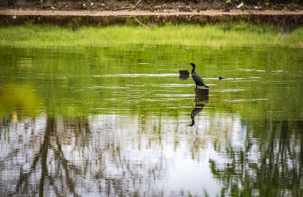 NATURE BIRD RIVER