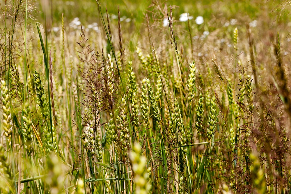 Wheat and weeds