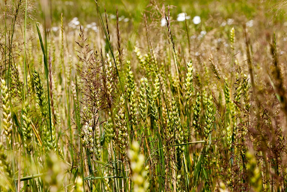 Wheat and weeds