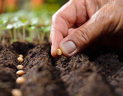 planting seeds