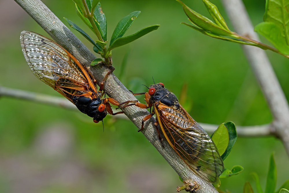 Brood X periodical cicadas