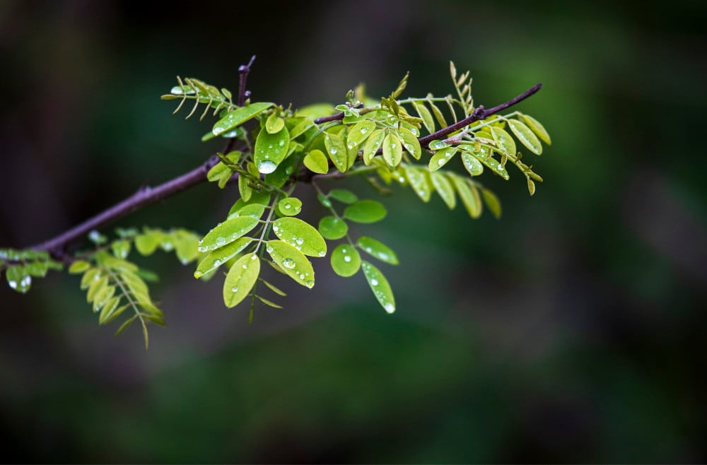 RAINDROPS LEAVES NATURE