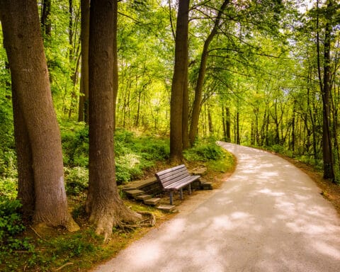 A path meanders through a green woods.