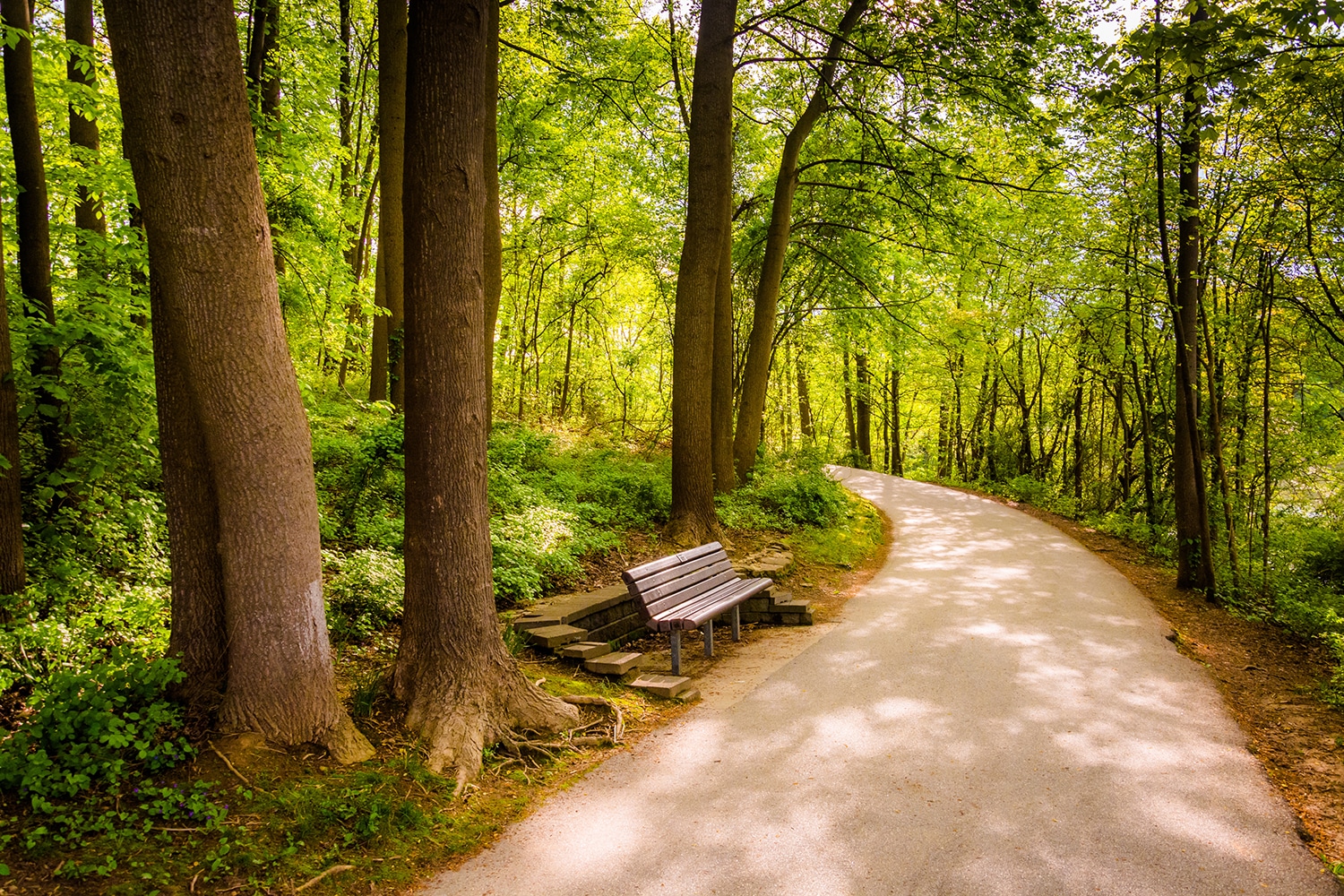 A path meanders through a green woods.