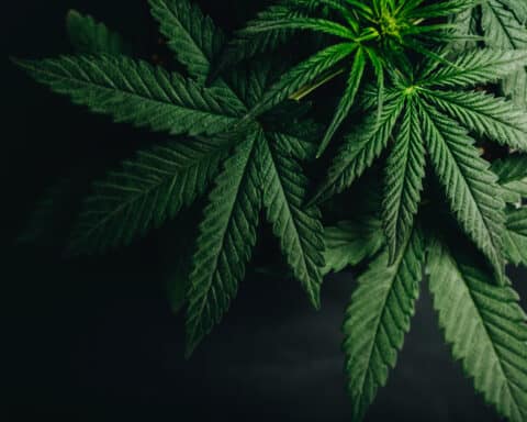 marijuana cannabis leaf background