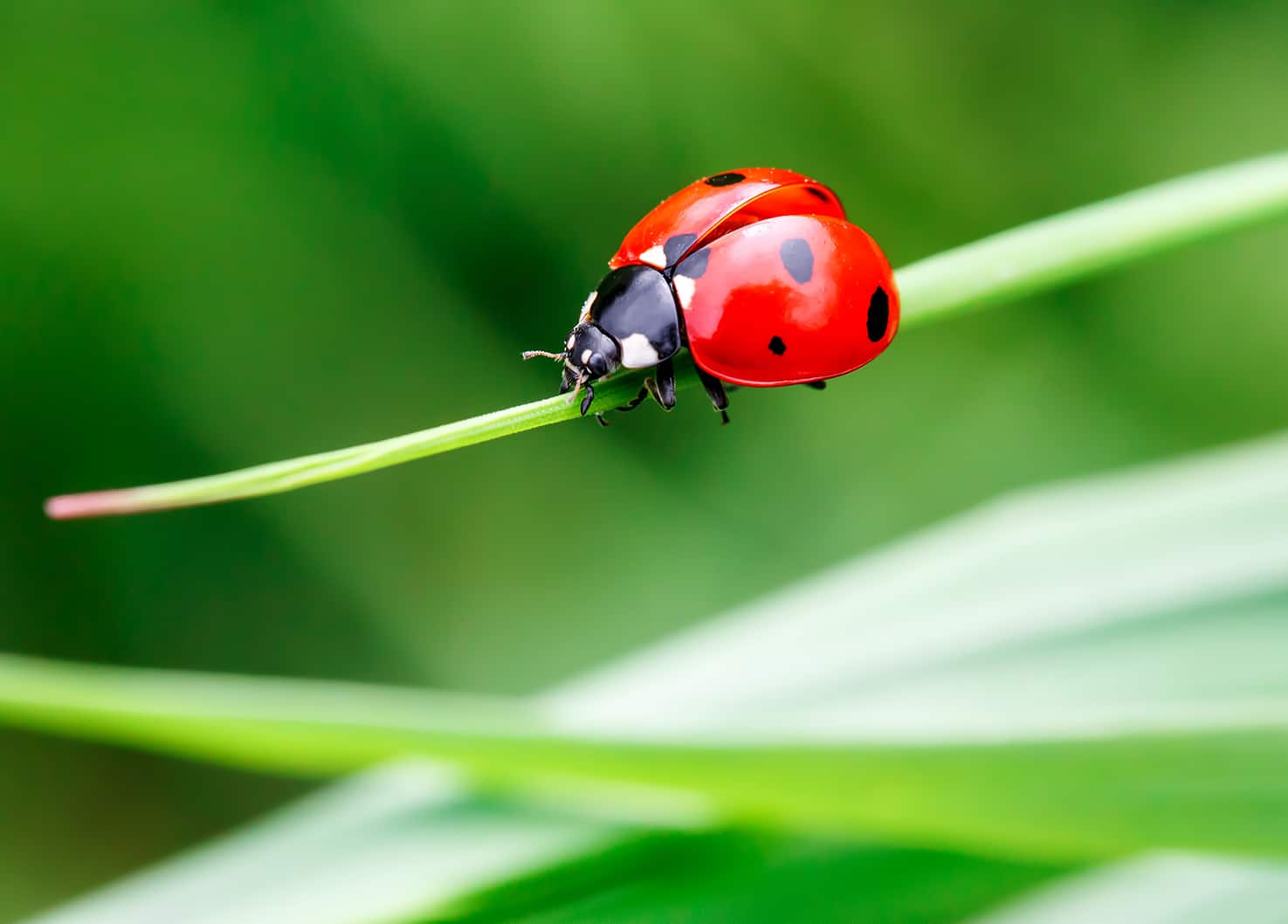 ladybug