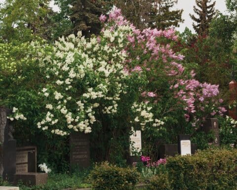 Tombstones and funeral flowers at the old city cemetery in Moscow on a spring day, shaded by lilac blooms.