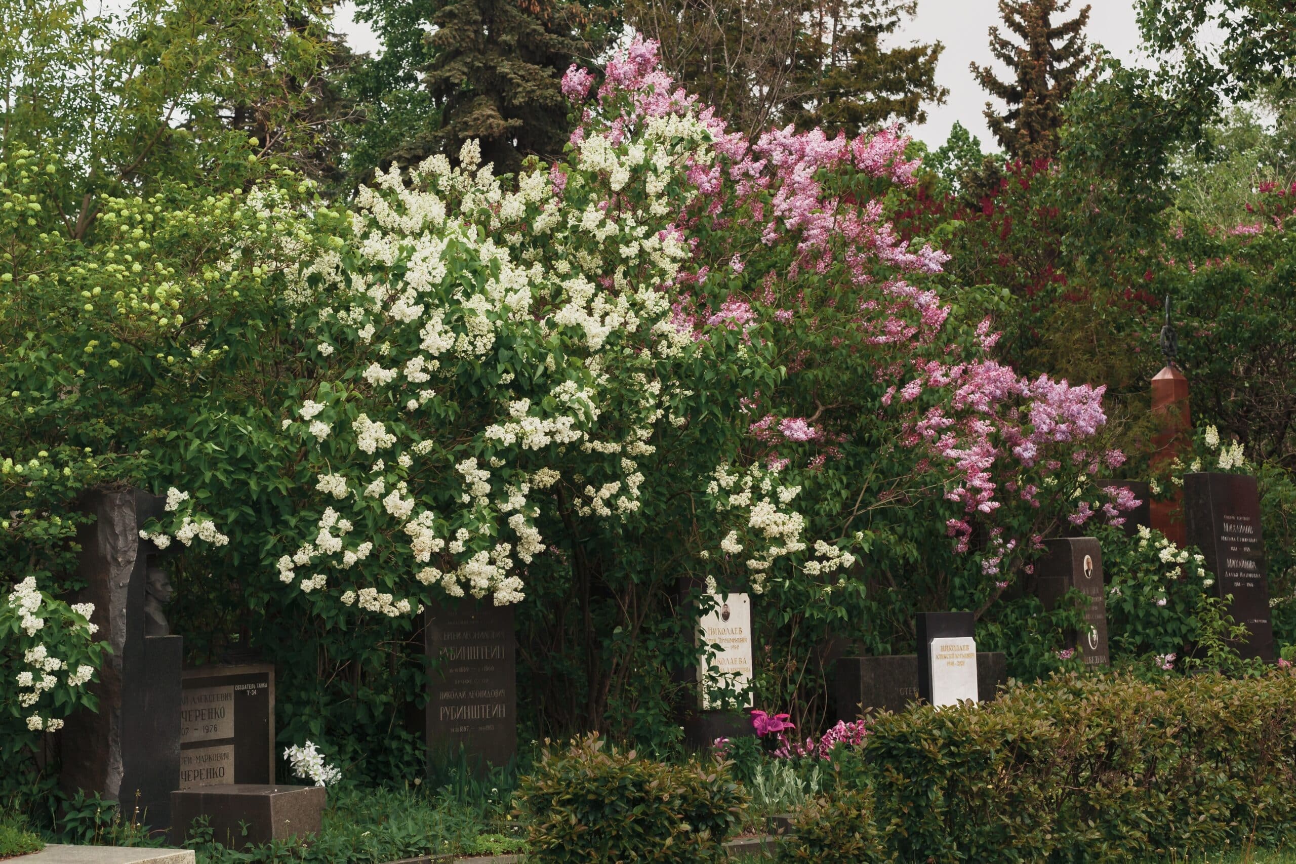 Tombstones and funeral flowers at the old city cemetery in Moscow on a spring day, shaded by lilac blooms.