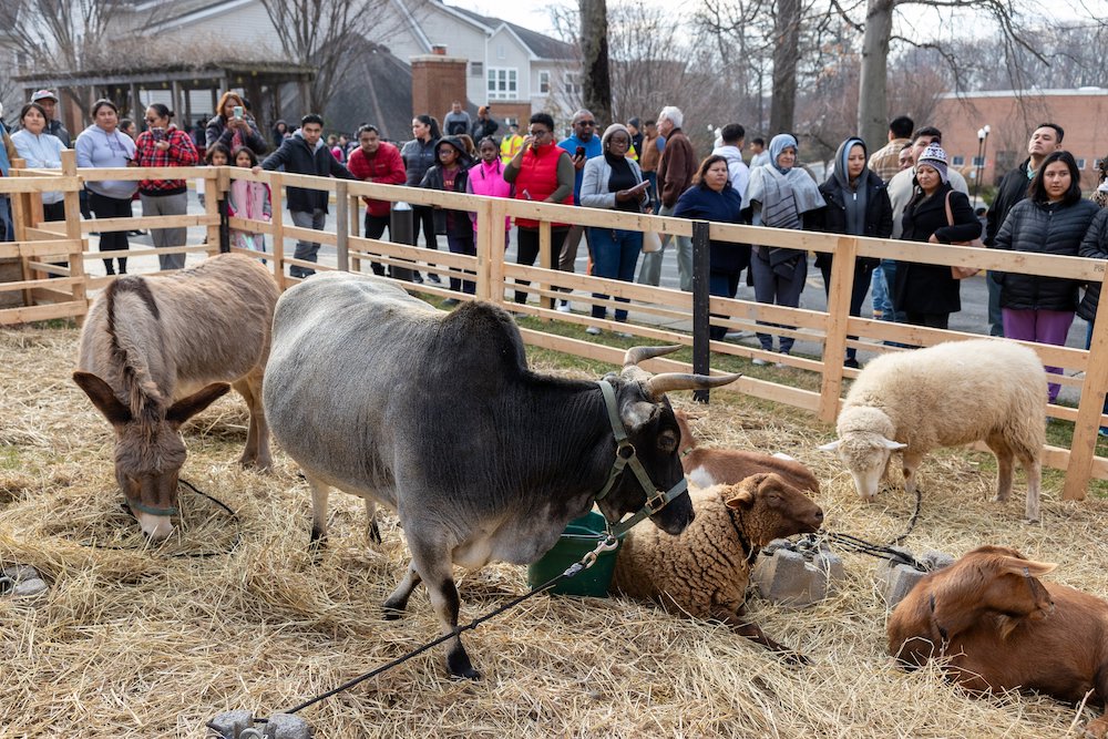 Maryland parish's living Nativity offers reminder 'the Lord still comes'