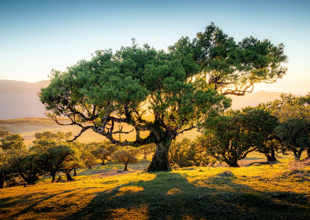 laurel trees