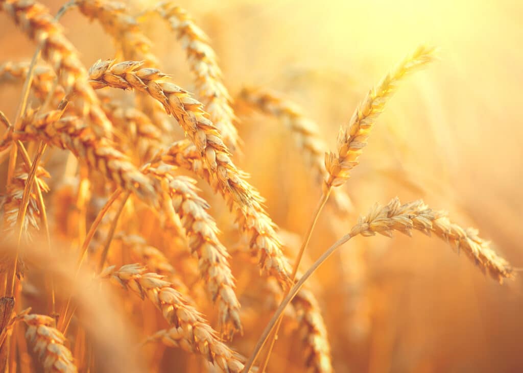 grain of wheat